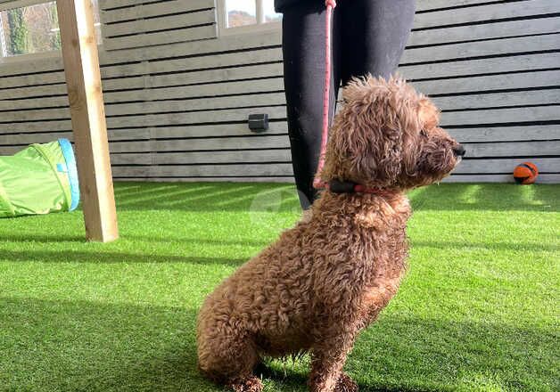 Adult Female Cockapoo for sale in Dronfield, Derbyshire - Image 5