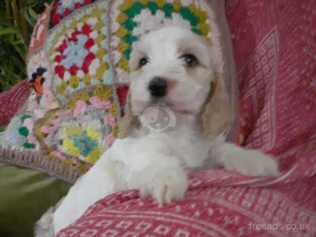 LAST GOLD AND WHITE MALE **Cockapoo puppies from health tested parents for sale in Denbigh/Dinbych, Denbighshire