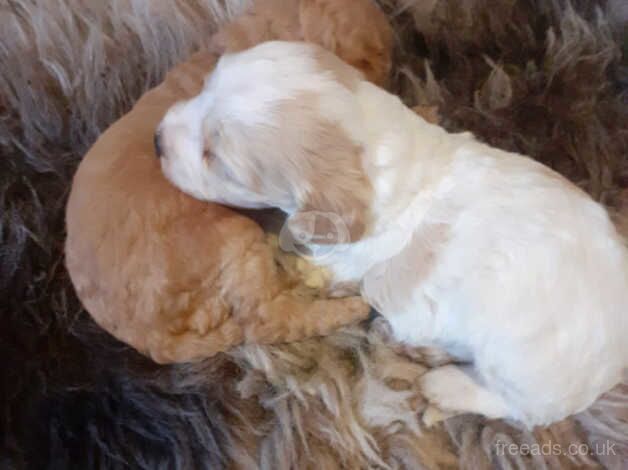 LAST GOLD AND WHITE MALE **Cockapoo puppies from health tested parents for sale in Denbigh/Dinbych, Denbighshire - Image 2