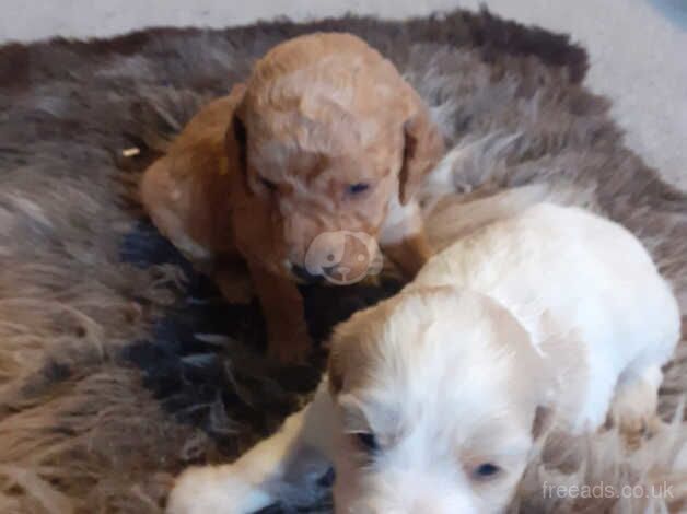 LAST GOLD AND WHITE MALE **Cockapoo puppies from health tested parents for sale in Denbigh/Dinbych, Denbighshire - Image 3