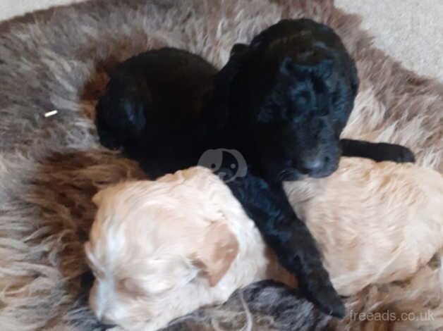 LAST GOLD AND WHITE MALE **Cockapoo puppies from health tested parents for sale in Denbigh/Dinbych, Denbighshire - Image 4