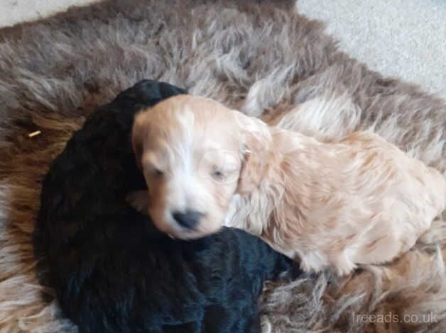 LAST GOLD AND WHITE MALE **Cockapoo puppies from health tested parents for sale in Denbigh/Dinbych, Denbighshire - Image 5