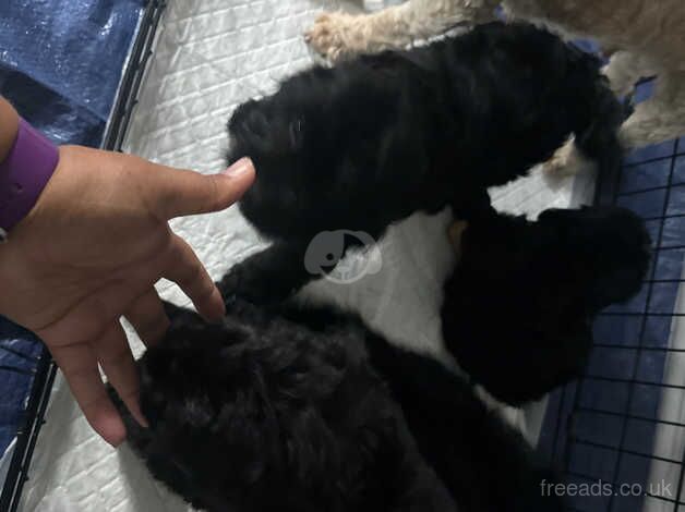 Amazing cockapoo for sale in Wakefield, West Yorkshire - Image 2