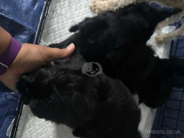 Amazing cockapoo for sale in Wakefield, West Yorkshire - Image 3