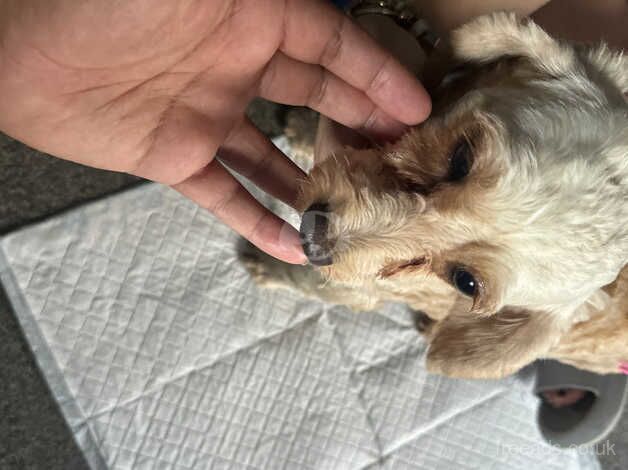 Cockapoo Puppies for sale