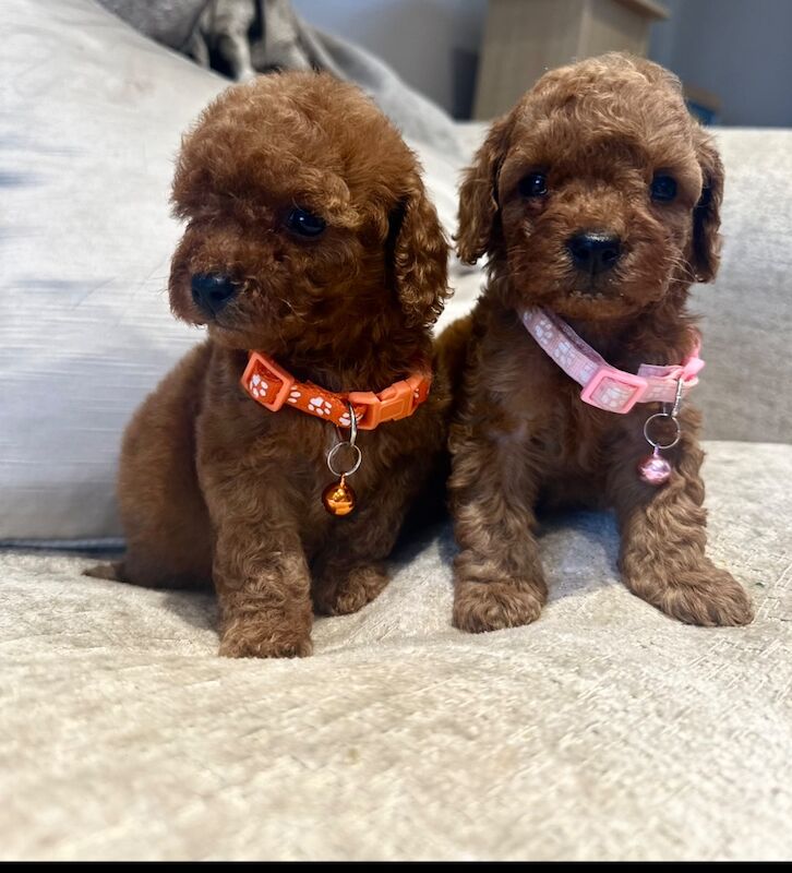 Cockapoo Puppies for sale in Tyne and Wear