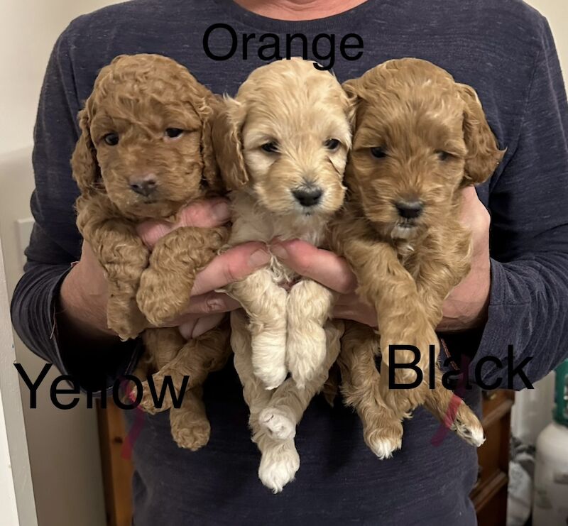 ⭐️Amazing Red Cockapoo puppies. Both parents cleared of hereditary diseases ⭐️⭐️ for sale in Swadlincote, Derbyshire - Image 1