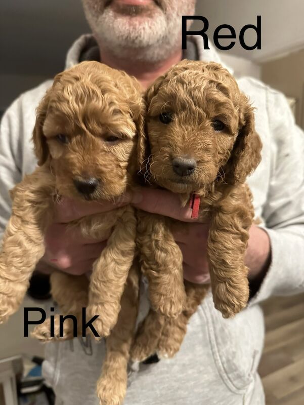 ⭐️Amazing Red Cockapoo puppies. Both parents cleared of hereditary diseases ⭐️⭐️ for sale in Swadlincote, Derbyshire - Image 2