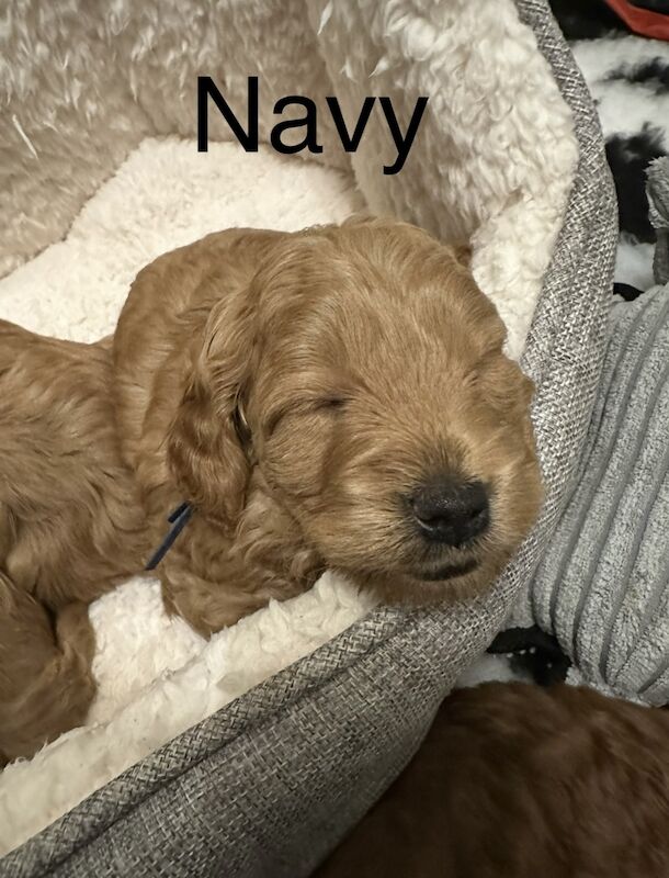 ⭐️Amazing Red Cockapoo puppies. Both parents cleared of hereditary diseases ⭐️⭐️ for sale in Swadlincote, Derbyshire - Image 3