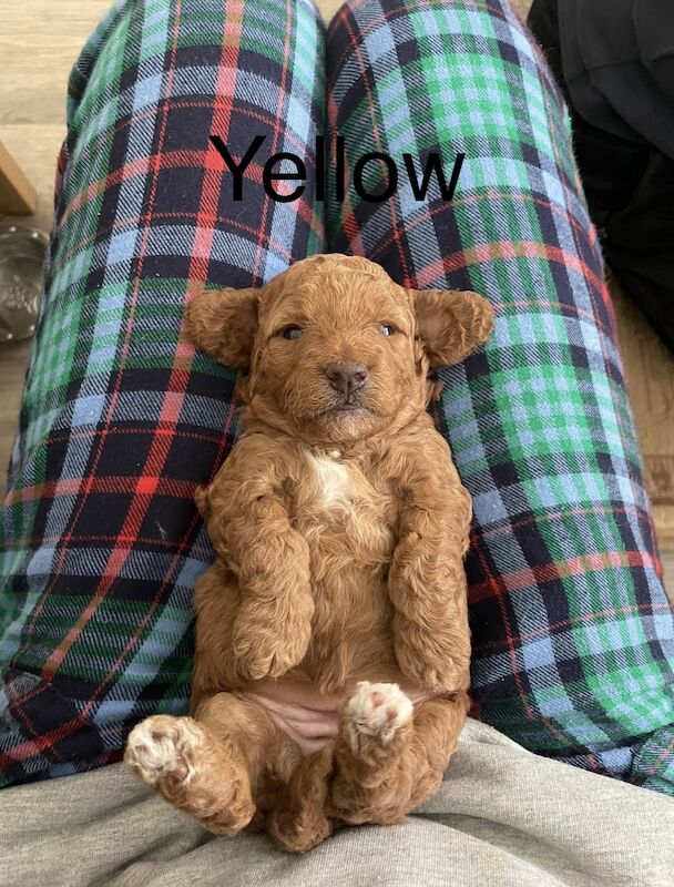 ⭐️Amazing Red Cockapoo puppies. Both parents cleared of hereditary diseases ⭐️⭐️ for sale in Swadlincote, Derbyshire - Image 4