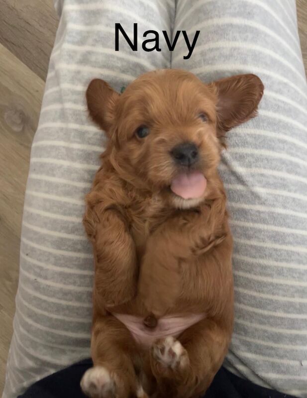 ⭐️Amazing Red Cockapoo puppies. Both parents cleared of hereditary diseases ⭐️⭐️ for sale in Swadlincote, Derbyshire - Image 6