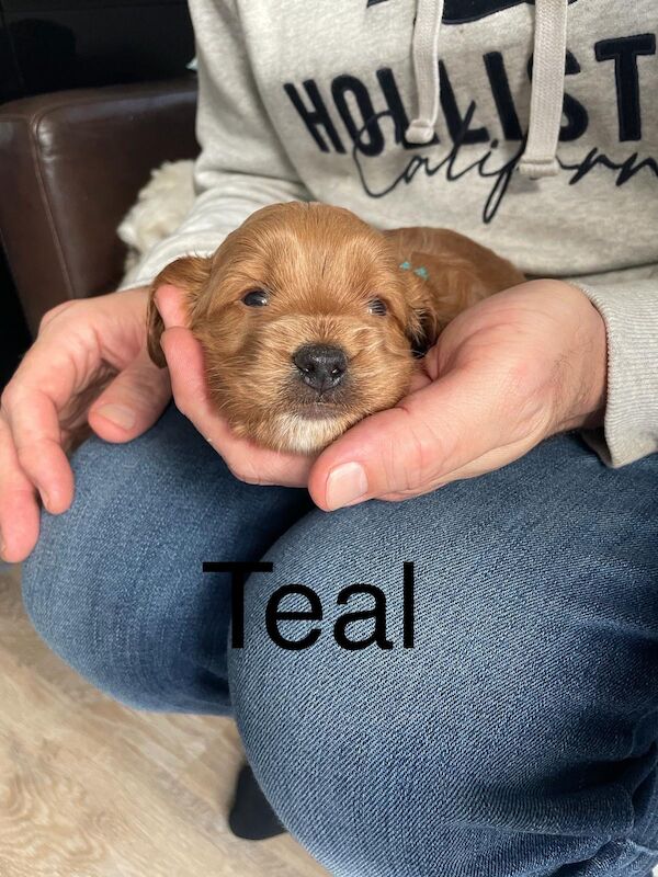 ⭐️Amazing Red Cockapoo puppies. Both parents cleared of hereditary diseases ⭐️⭐️ for sale in Swadlincote, Derbyshire - Image 7