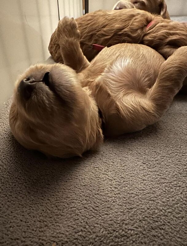 ⭐️Amazing Red Cockapoo puppies. Both parents cleared of hereditary diseases ⭐️⭐️ for sale in Swadlincote, Derbyshire - Image 9