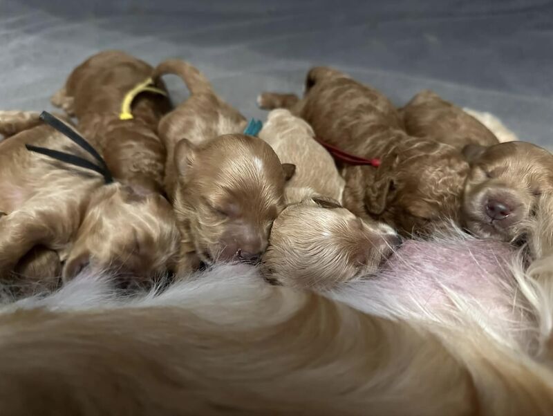 ⭐️Amazing Red Cockapoo puppies. Both parents cleared of hereditary diseases ⭐️⭐️ for sale in Swadlincote, Derbyshire - Image 10