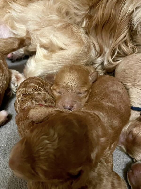 ⭐️Amazing Red Cockapoo puppies. Both parents cleared of hereditary diseases ⭐️⭐️ for sale in Swadlincote, Derbyshire - Image 11