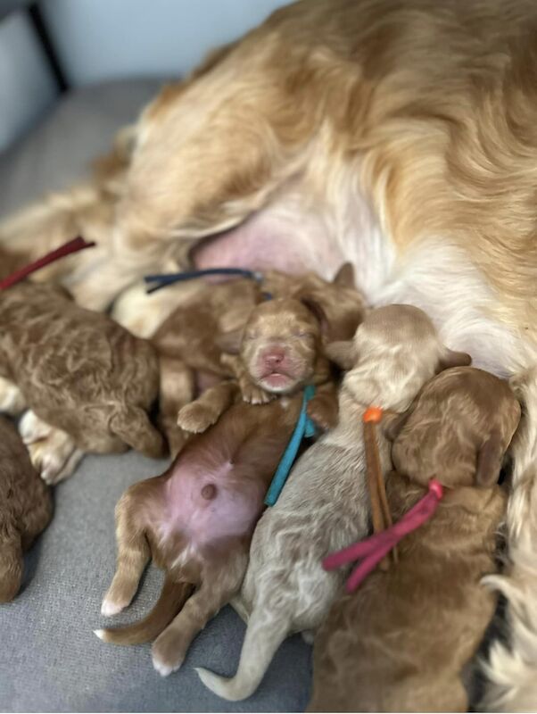 ⭐️Amazing Red Cockapoo puppies. Both parents cleared of hereditary diseases ⭐️⭐️ for sale in Swadlincote, Derbyshire - Image 12