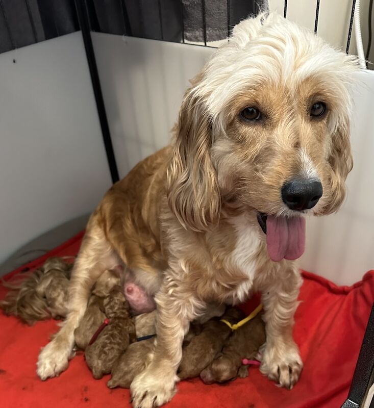 ⭐️Amazing Red Cockapoo puppies. Both parents cleared of hereditary diseases ⭐️⭐️ for sale in Swadlincote, Derbyshire - Image 13