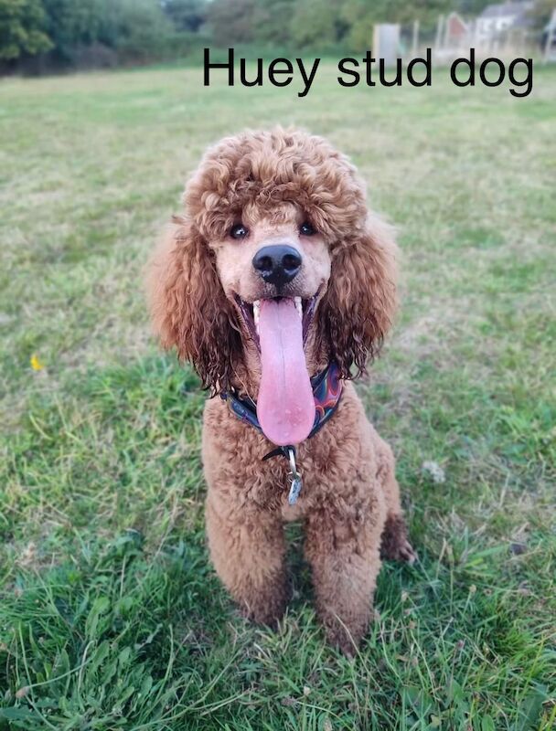 ⭐️Amazing Red Cockapoo puppies. Both parents cleared of hereditary diseases ⭐️⭐️ for sale in Swadlincote, Derbyshire - Image 14