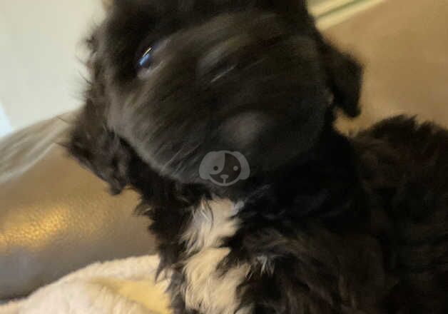 Cockapoo Puppies for sale