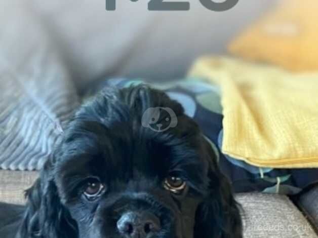 American cocker spaniel for sale in Abingdon, Oxfordshire