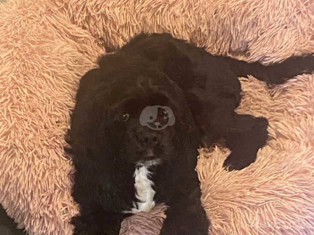 American cocker spaniel for sale in Abingdon, Oxfordshire - Image 3