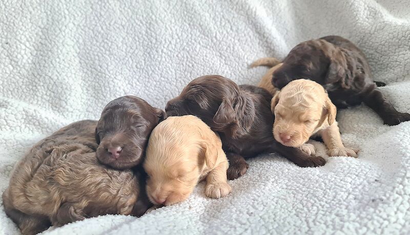 Apricot & Chocolate F1b toy Cockapoos for sale in Pershore, Worcestershire