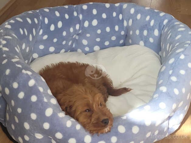 Apricot Cockapoo F1 Girl for sale in Colindale, Brent, Greater London