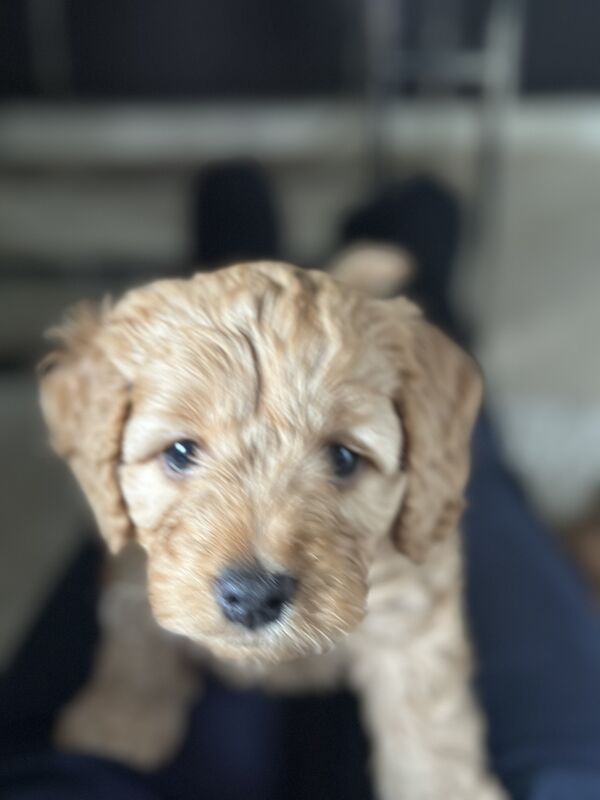 Apricot Cockapoo puppy Boy for sale in Wimbledon, Merton, Greater London - Image 5
