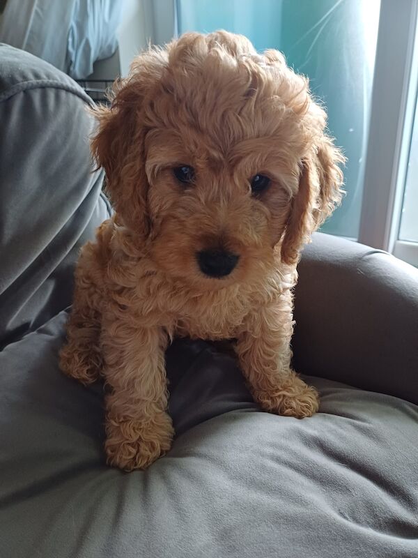 Apricot Cockapoo puppy Boys for sale in Wimbledon, Merton, Greater London
