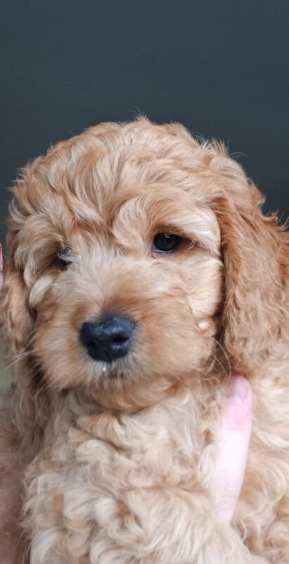 Apricot Cockapoo puppy Boy for sale in Wimbledon, Merton, Greater London - Image 3