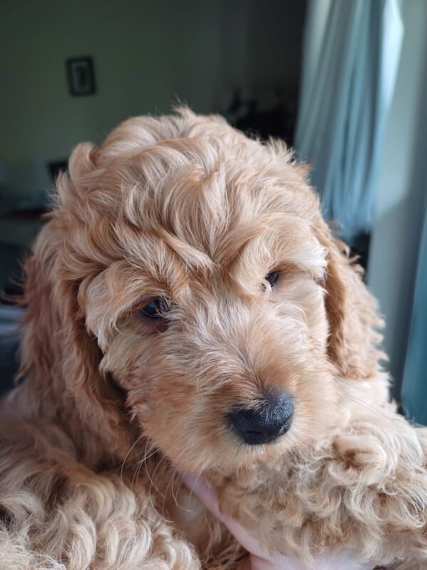 Apricot Cockapoo puppy Boy for sale in Wimbledon, Merton, Greater London - Image 4