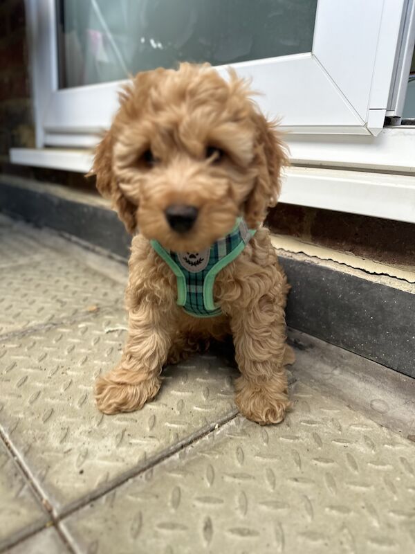 Apricot Cockapoo puppy Boy for sale in Wimbledon, Merton, Greater London - Image 1