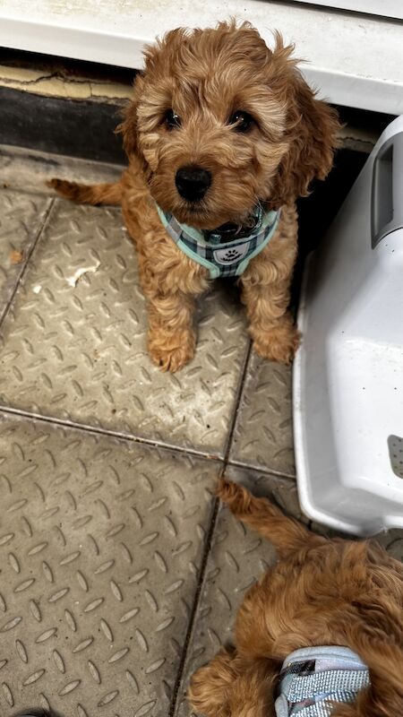 Apricot Cockapoo puppy Boy for sale in Wimbledon, Merton, Greater London - Image 6