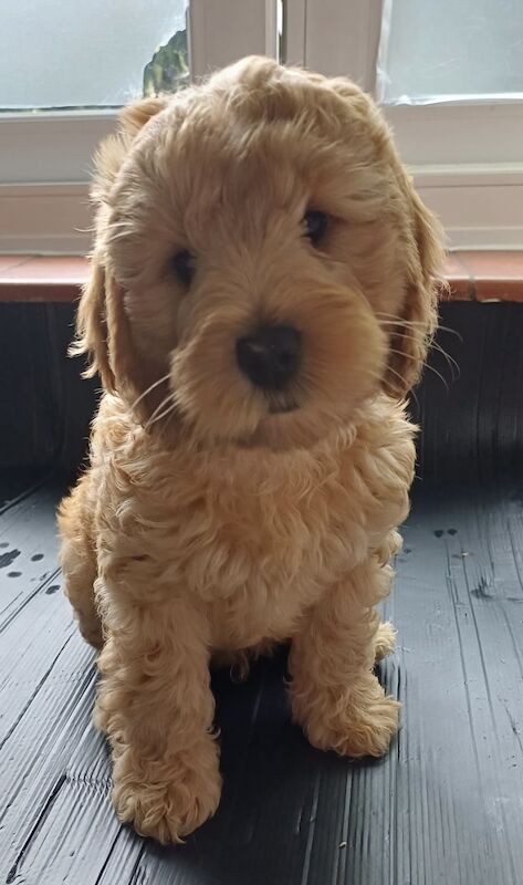 Apricot Cockapoo puppy Boys for sale in Wimbledon, Merton, Greater London
