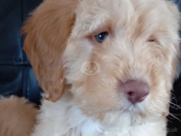 Apricot cockapoo puppy's available for sale in Yeovil, Somerset - Image 1