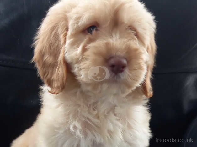 Apricot cockapoo puppy's available for sale in Yeovil, Somerset - Image 2