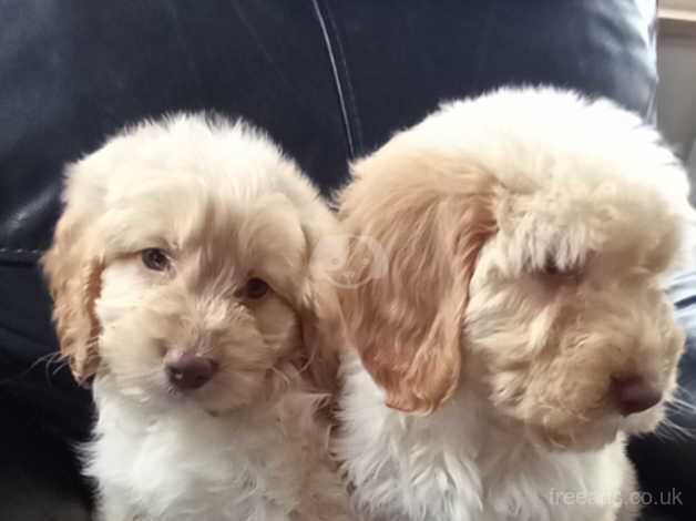 Apricot cockapoo puppy's available for sale in Yeovil, Somerset - Image 3