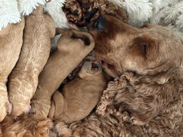 Baby cockapoos for sale in Bury, Greater Manchester