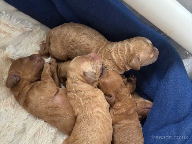 Baby cockapoos for sale in Bury, Greater Manchester - Image 2