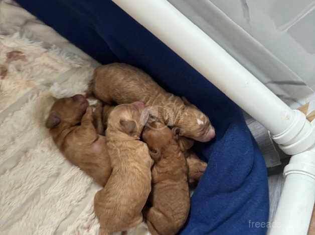 Baby cockapoos for sale in Bury, Greater Manchester - Image 3