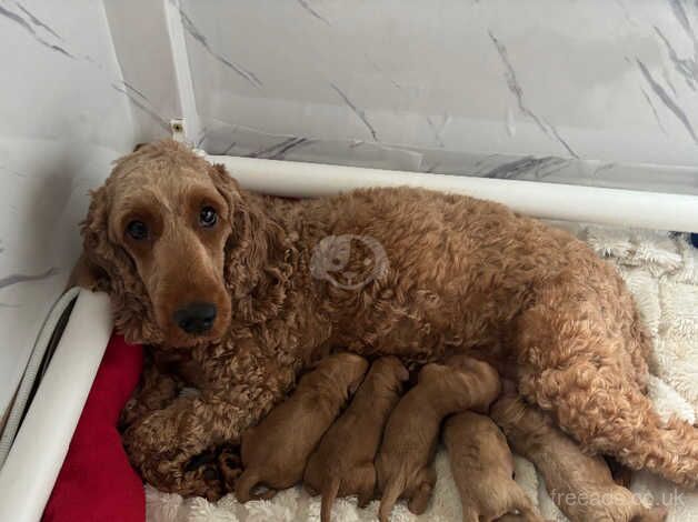 Baby cockapoos for sale in Bury, Greater Manchester - Image 5