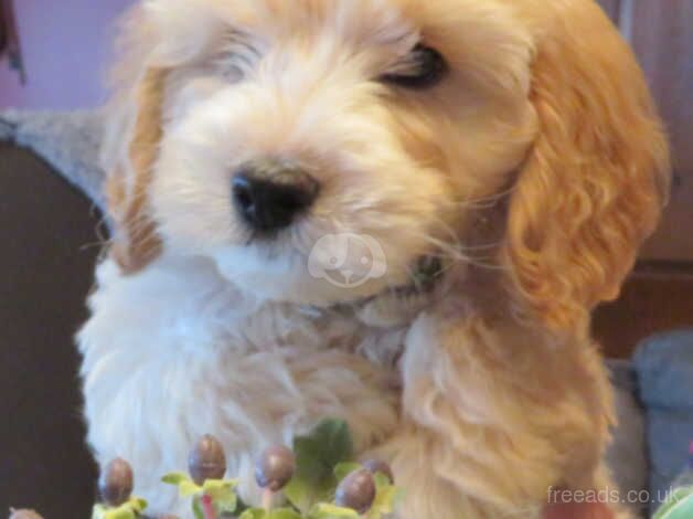 BEAUITFUL F1 COCKAPOO PUPS for sale in Downpatrick, Down