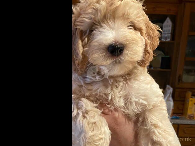 BEAUITFUL F1 COCKAPOO PUPS for sale in Downpatrick, Down - Image 3