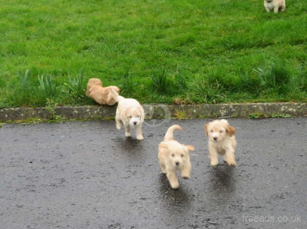 BEAUITFUL F1 COCKAPOO PUPS for sale in Downpatrick, Down - Image 4