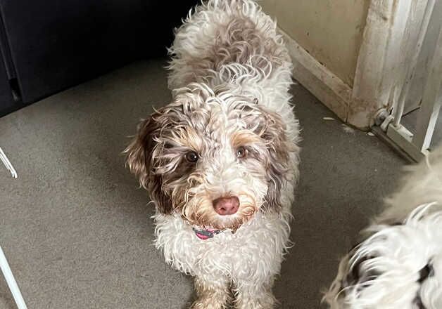 Beautiful 1 year old Cockapoo for sale in Dartford, Kent