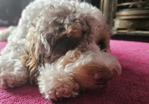 Beautiful 1 year old Cockapoo for sale in Dartford, Kent - Image 2