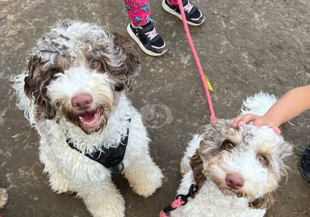 Beautiful 1 year old Cockapoo for sale in Dartford, Kent - Image 3