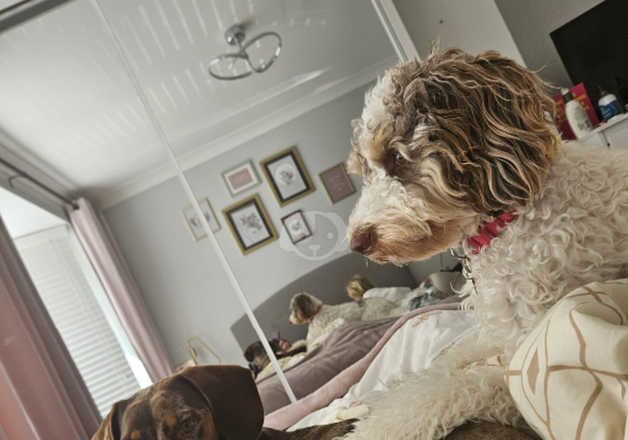 Beautiful 1 year old Cockapoo for sale in Dartford, Kent - Image 5