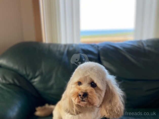 Beautiful 3 year old female American cockapoo for sale in Girvan, South Ayrshire