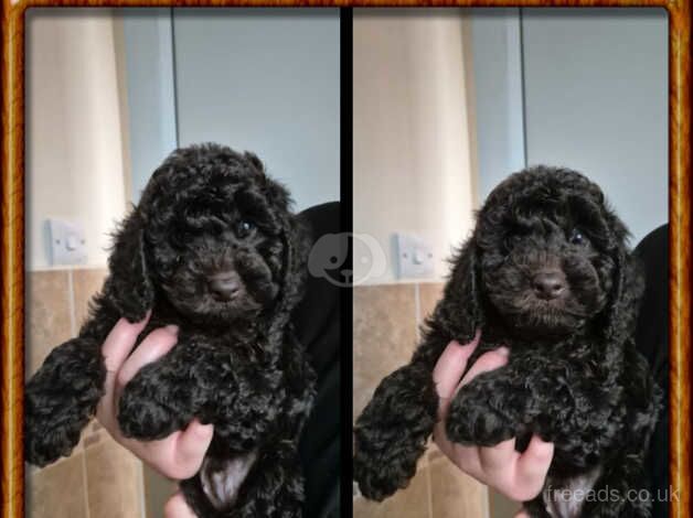 Beautiful 7 week chocolate boy for sale in Stafford, Staffordshire